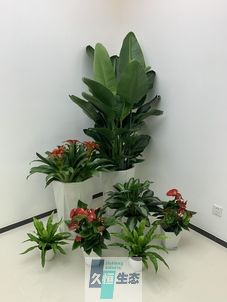 常熟办公室花卉绿植租摆简约组合